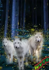 Белые волки