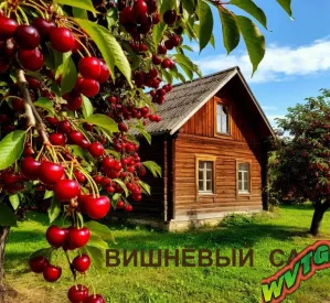 🍒Вишн🍒ёвый🍒    🏠сад🏠